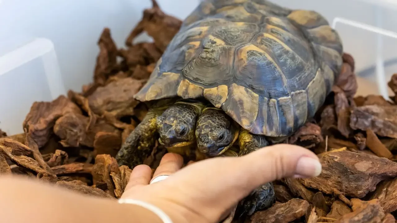 Janus, la tortuga de dos cabezas más longeva, se traslada a un nuevo hogar en Ginebra