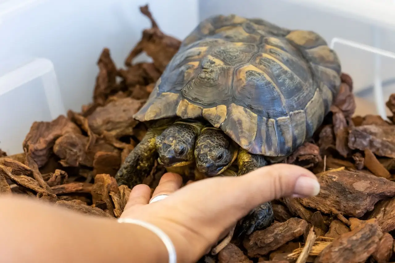Janus, la tortuga de dos cabezas más longeva, se traslada a un nuevo hogar en Ginebra