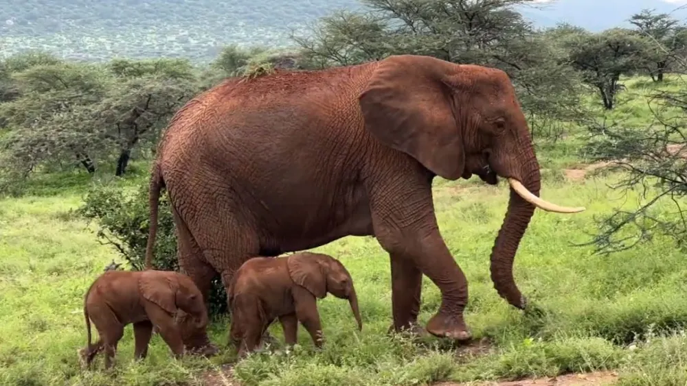 Nacen de manera insólita dos elefantas gemelas en una reserva natural en Kenia
