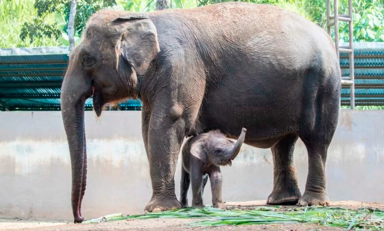 Nace una cría de elefante de Sumatra en Indonesia, en peligro crítico de extinción