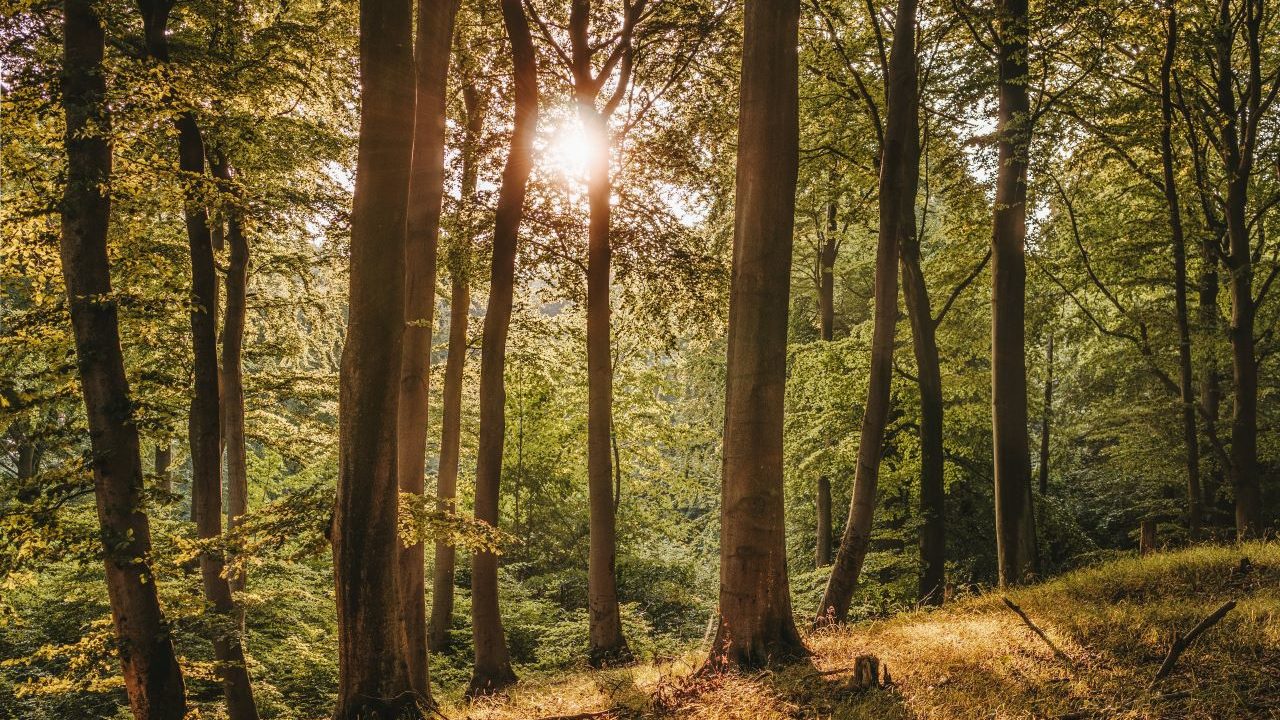 El whisky que evoca al bosque con ingredientes botánicos y una dosis de arte