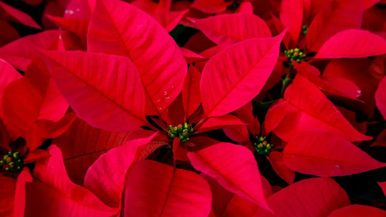 ¿Poinsettia o Nochebuena? aquí algunas particularidades de la planta símbolo de la Navidad