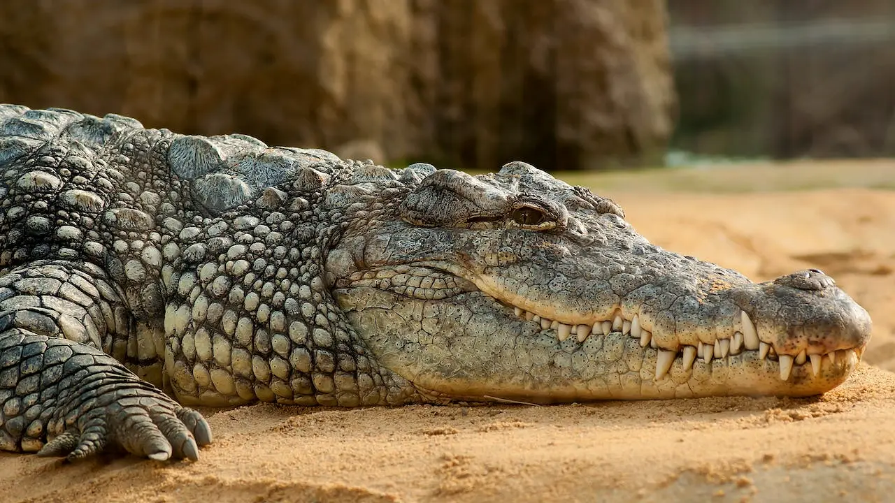 Alertan por presencia de cocodrilos en playas de Ixtapa Zihuatanejo