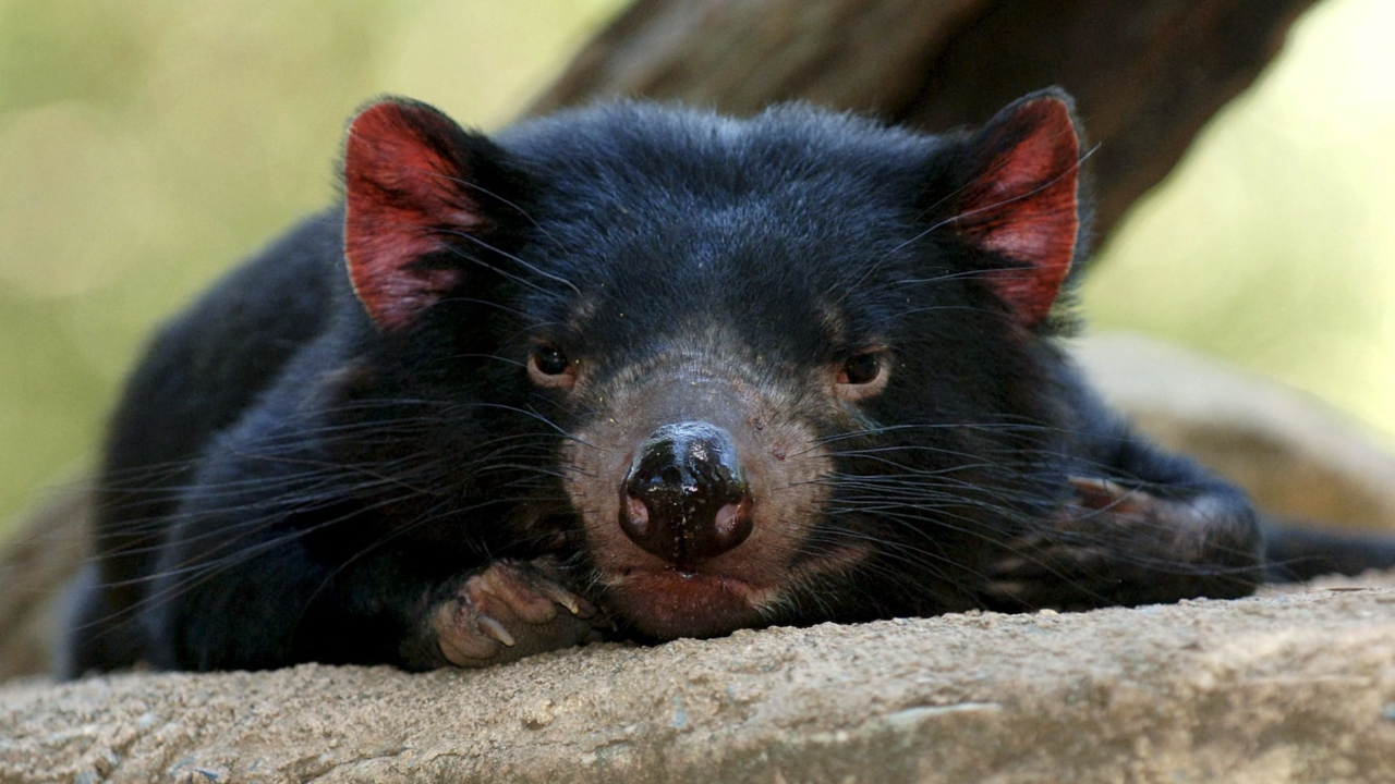 El demonio de Tasmania da pistas para que la humanidad aprenda a convivir con el cáncer