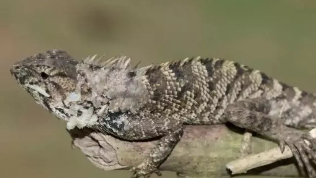 Descubren nueva especie de iguana en China