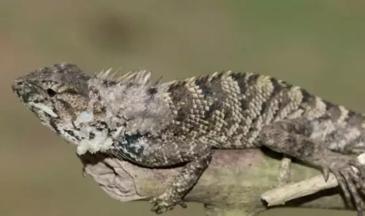 Descubren nueva especie de iguana en China