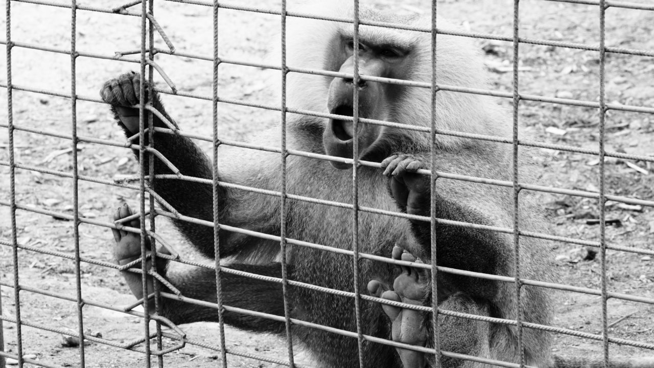 Interpol incauta más de 2,000 animales en peligro de extinción