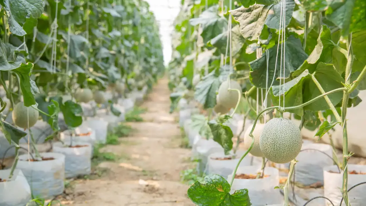 Canadá vincula muertes por salmonella a melones procedentes de México