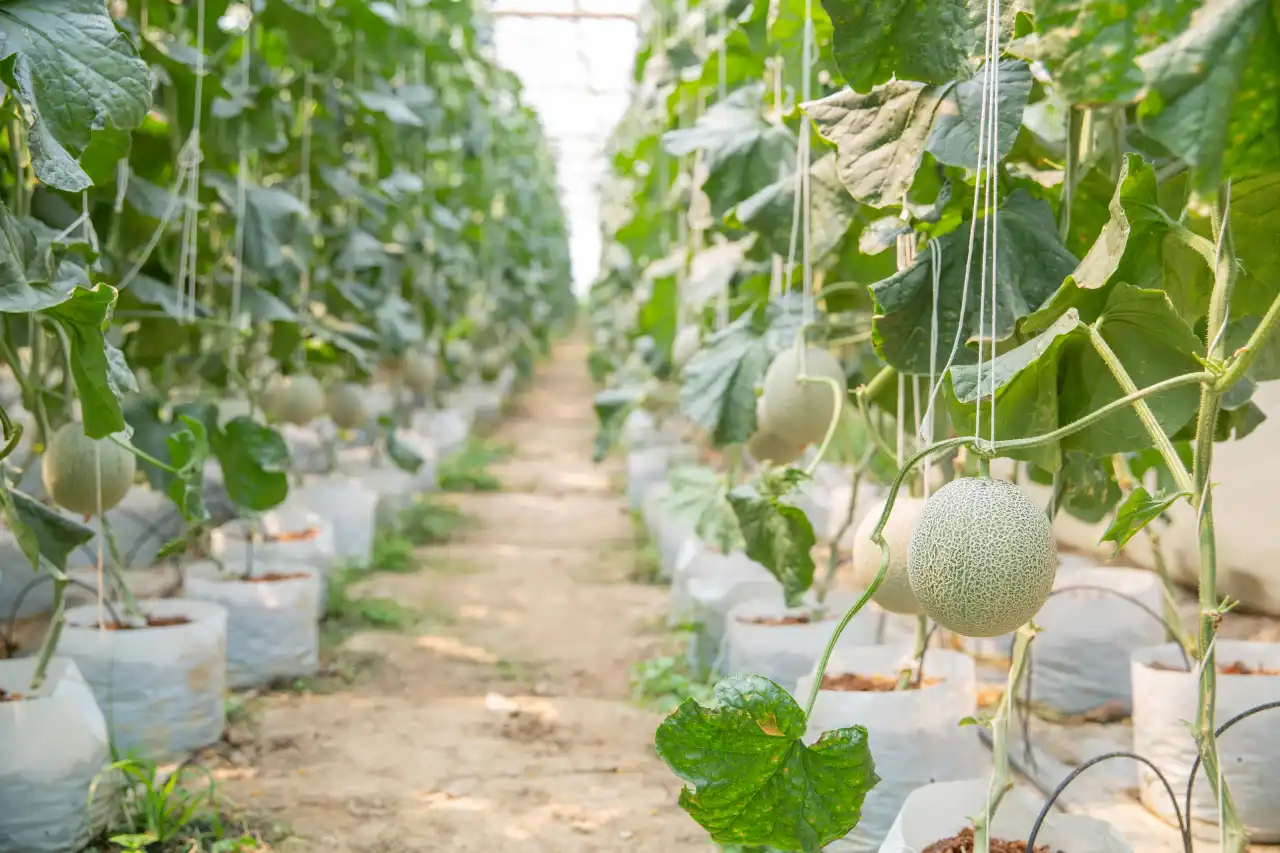 Canadá vincula muertes por salmonella a melones procedentes de México