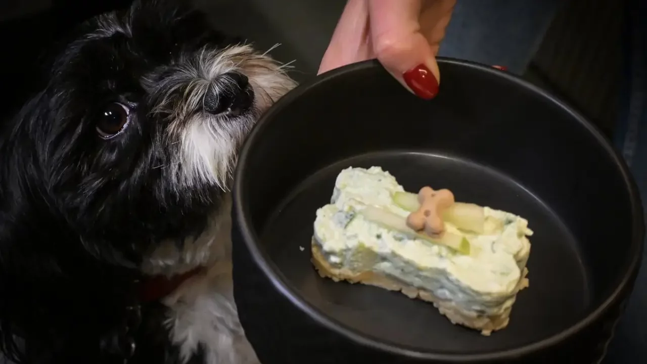 Negocio restaurantero evoluciona con ‘Fiuto’, el primer sitio de Italia para perros y personas