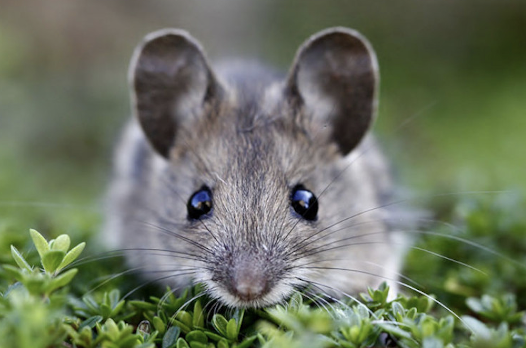 Insólito: estudio afirma que ratones también se ‘acicalan’ cuando se miran al espejo