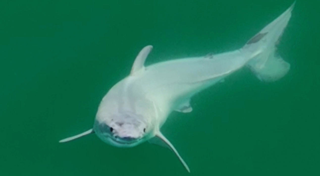 Tiburón blanco recién nacido