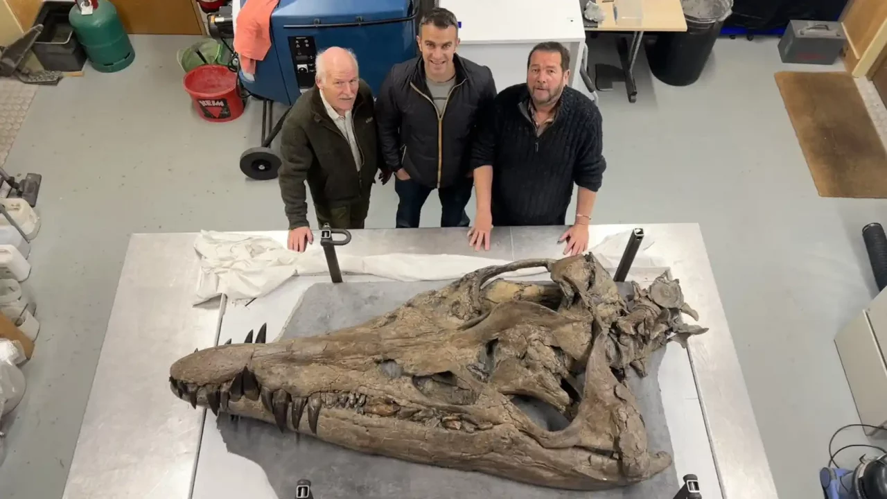 Un cráneo de pliosaurio, el feroz reptil marino que aterrorizó los océanos hace 150 millones de años, se exhibe por primera vez