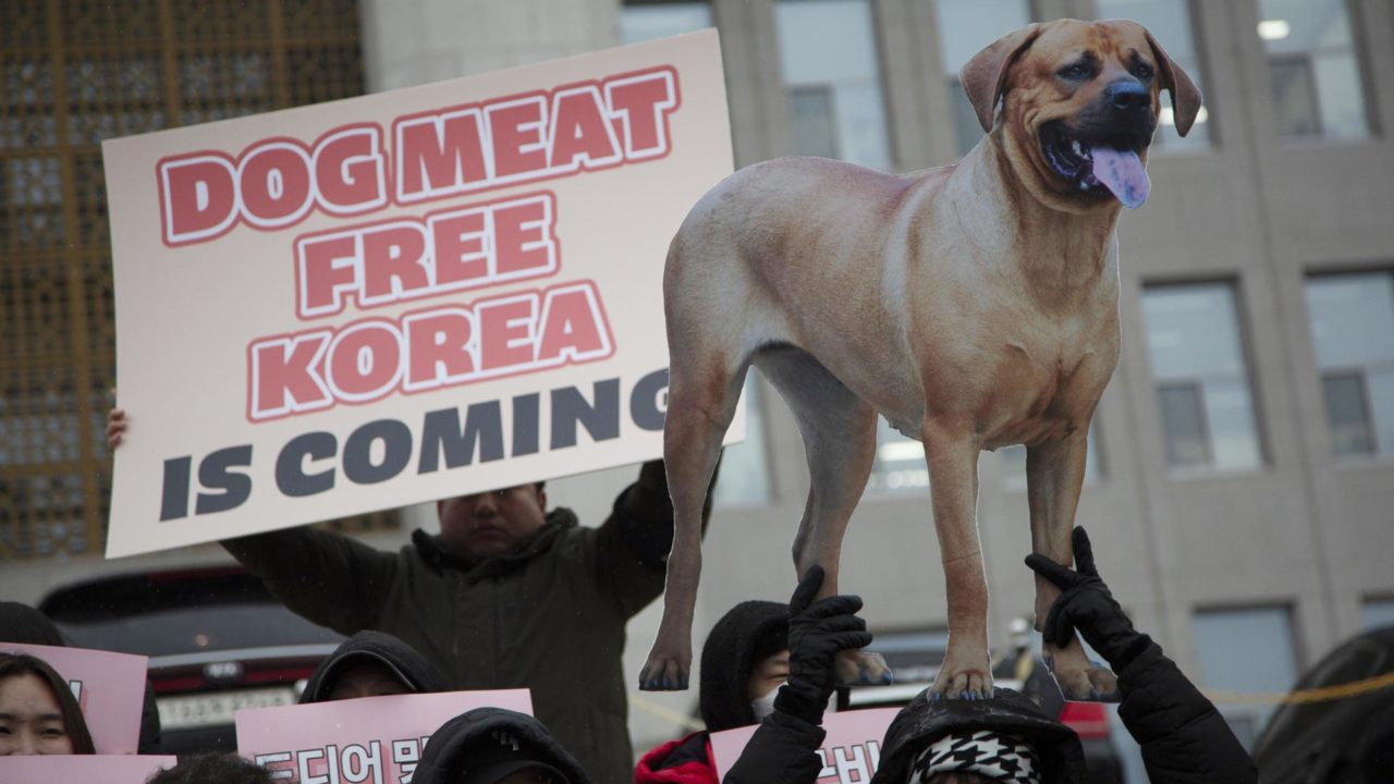 Consumo de perro: una práctica todavía vigente en algunos países de Asia