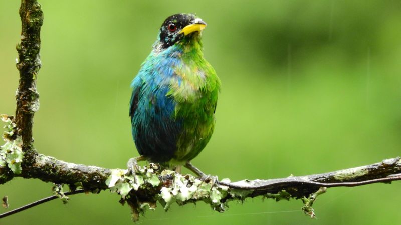 Avistan en Colombia un raro ejemplar de un pájaro mitad macho y mitad hembra