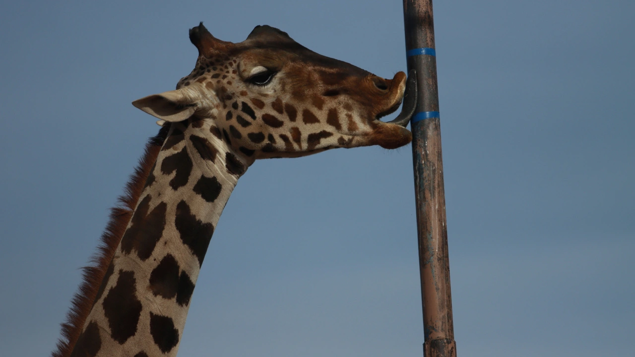 Traslado de la jirafa Benito, un triunfo para los animalistas en México