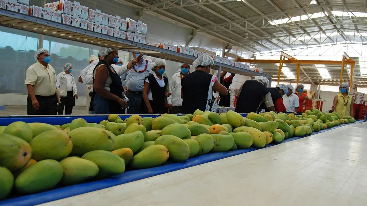 Producción de mango tiene récord en 2023, destaca el gobierno