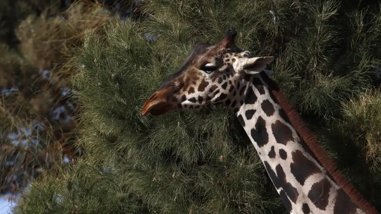 Jirafa Benito tendrá un mejor hogar: irá al Africam Safari de Puebla