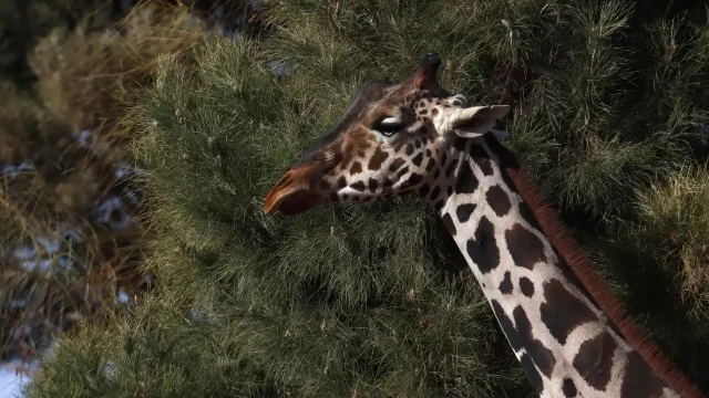 jirafa-Benito-Africam Safari