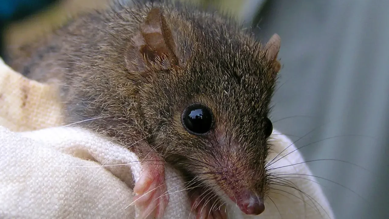 Este marsupial sacrifica horas de sueño por sexo y muere tras la época de apareamiento