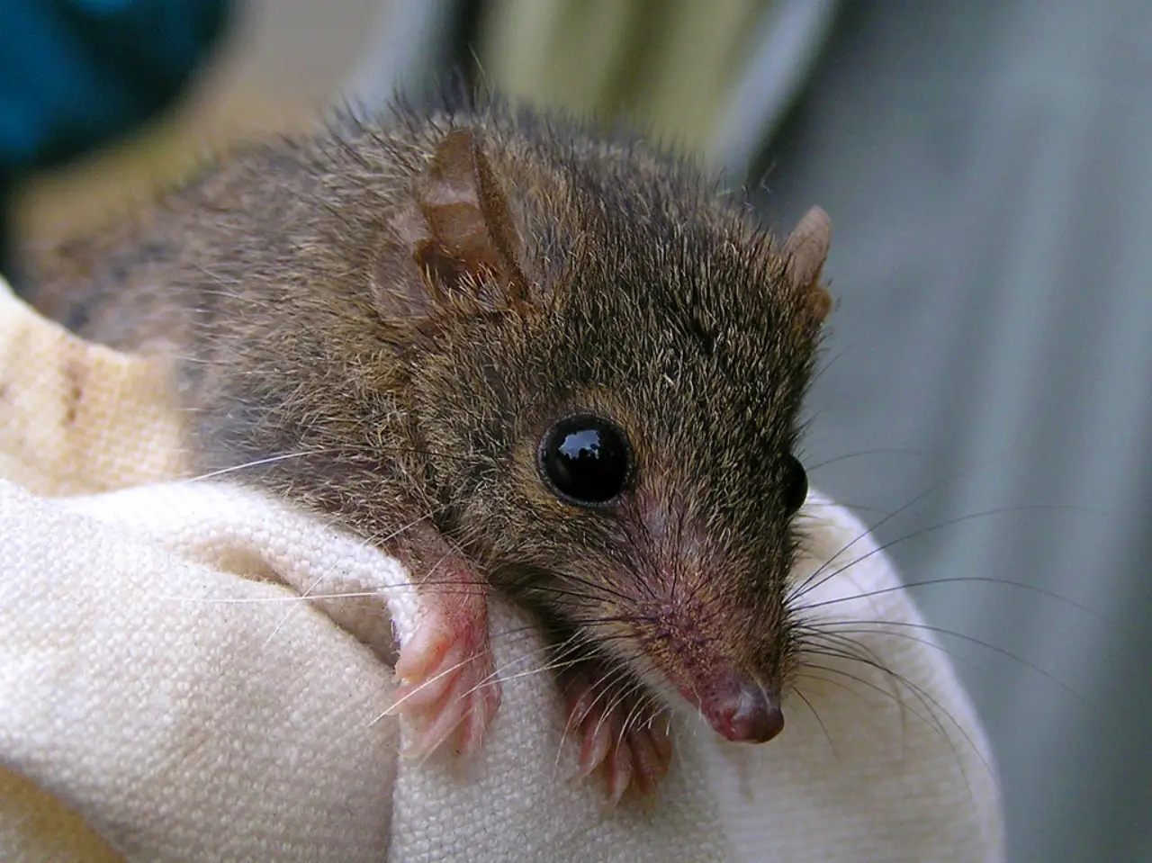 Este marsupial sacrifica horas de sueño por sexo y muere tras la época de apareamiento