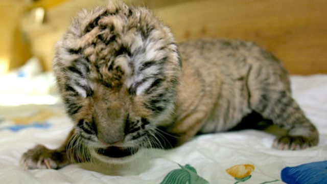 Nacen en China tres cachorros de la especie de tigre más amenazada del mundo