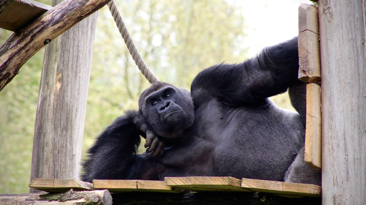Las causas de la extinción del mayor primate conocido fueron finalmente resueltas