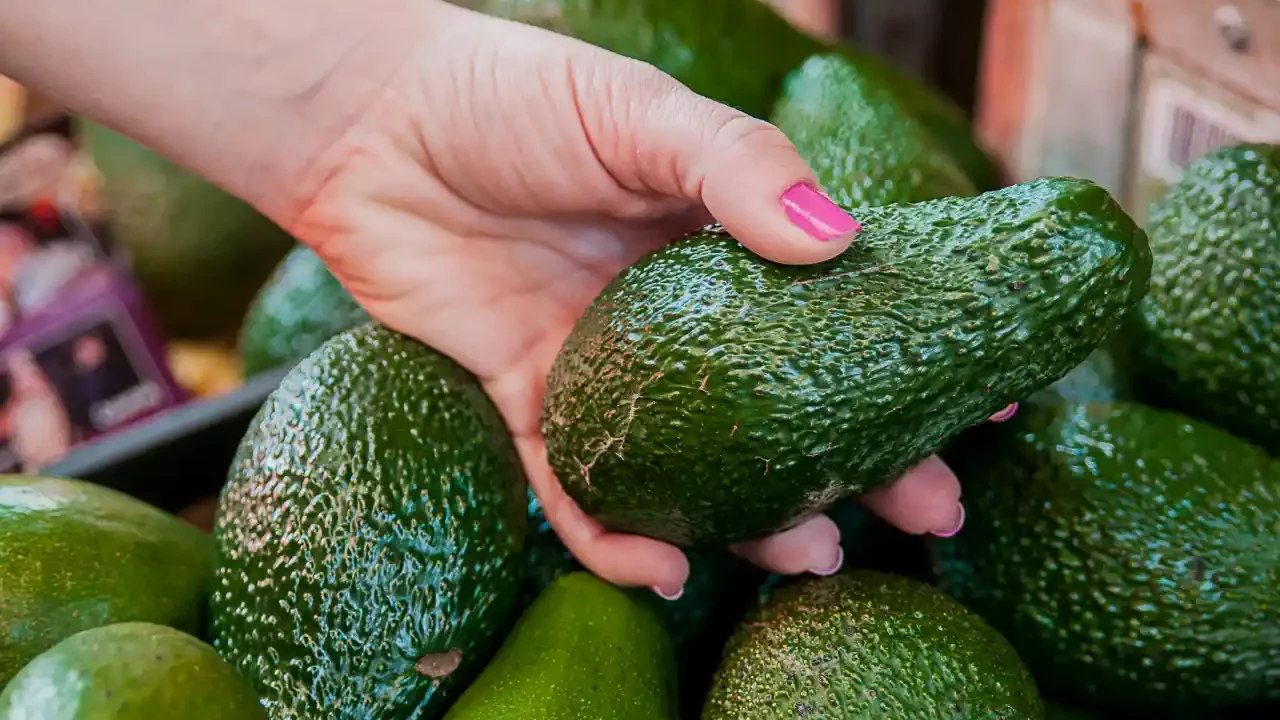 Más de 96 mil toneladas de aguacate mexicano serán consumidas en EU por los festejos del 5 de mayo 