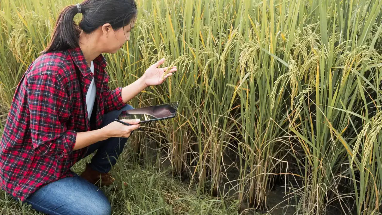 China desarrollará cultivos de alto rendimiento para crecer suministro de alimentos