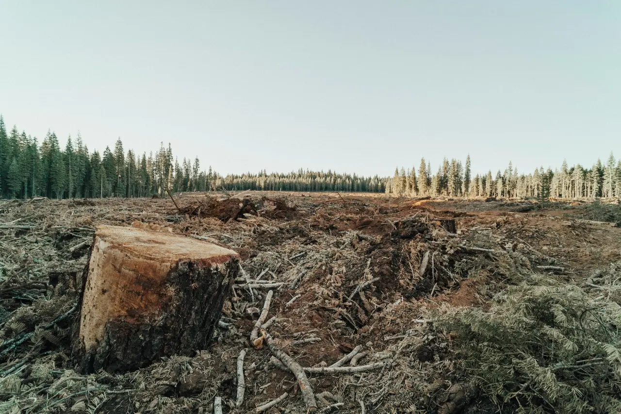 Una de cada tres empresas no está comprometida contra la deforestación, según informe