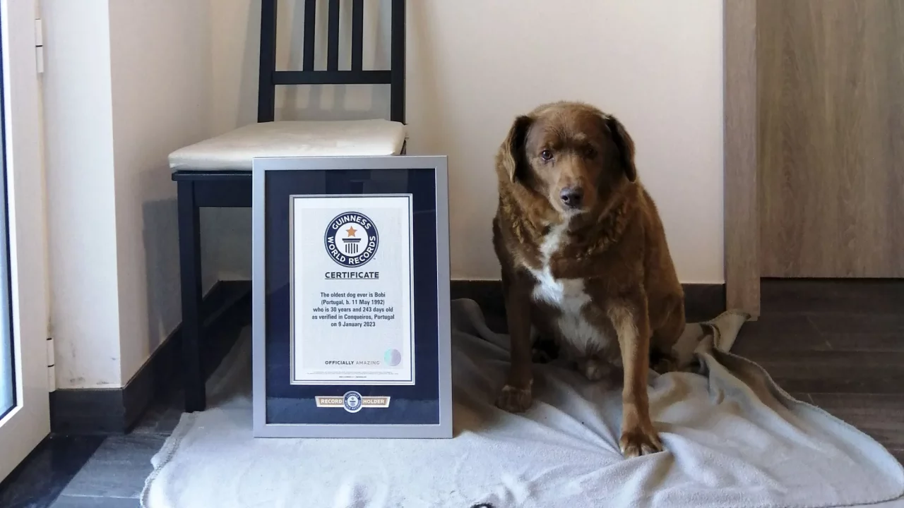 Este es ‘Bobi’, el canino que perdió el título al ‘perro más viejo del mundo’