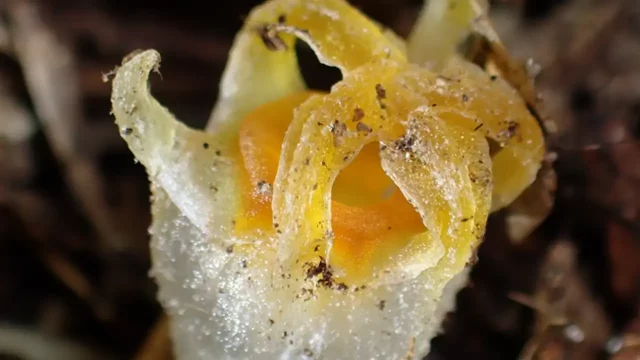 linterna de hadas-especie-planta-Japón