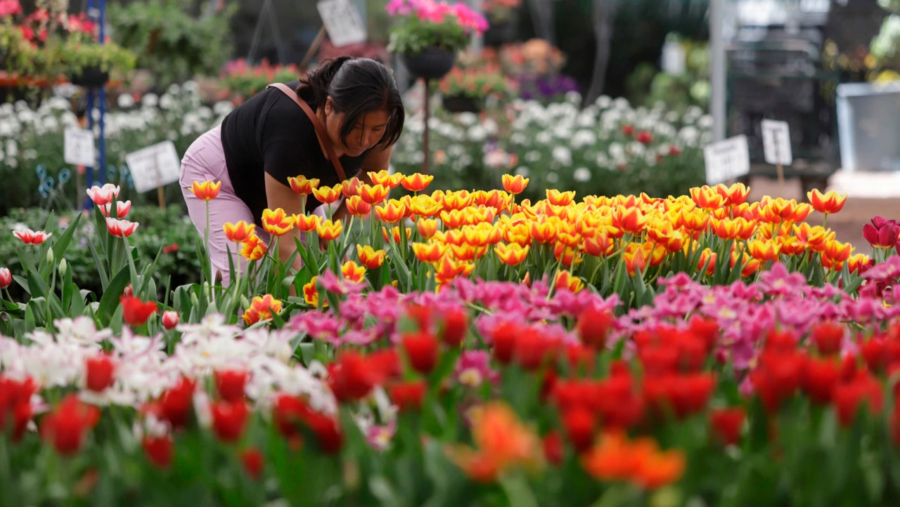 Productores de Atlixco alistan 200,000 macetas de tulipanes de 50 variedades para San Valentín
