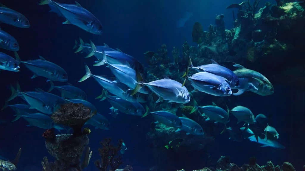 peces océano
