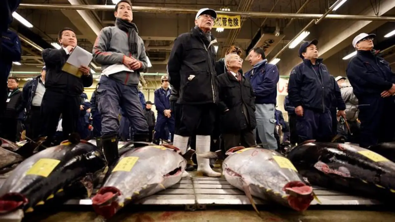 Crónica: Tokio subasta 3,000 atunes diarios y los pujadores examinan hasta el brillo de sus ojos