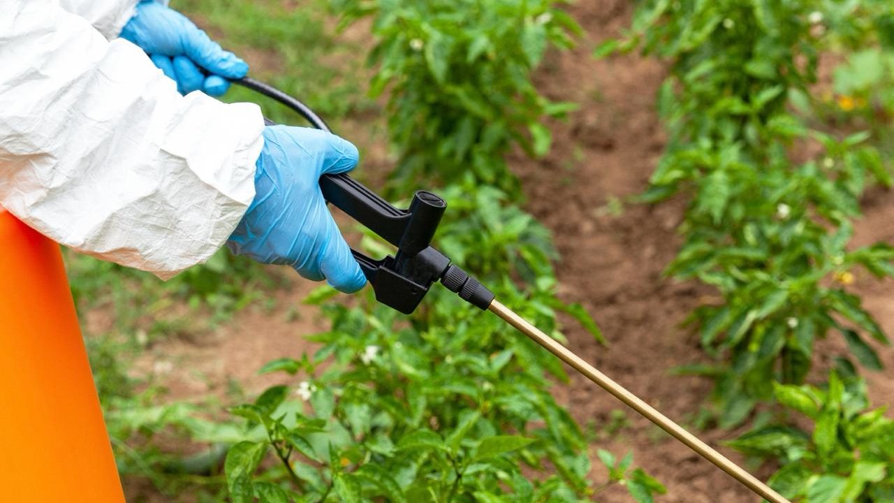 Prohibición del glifosato provocará caída de 40% en la producción de cereales en México, alerta sector de agroquímicos