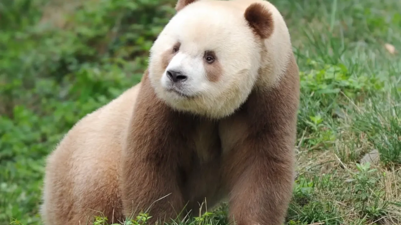 Existen osos pandas cafés por una mutación genética, revela estudio