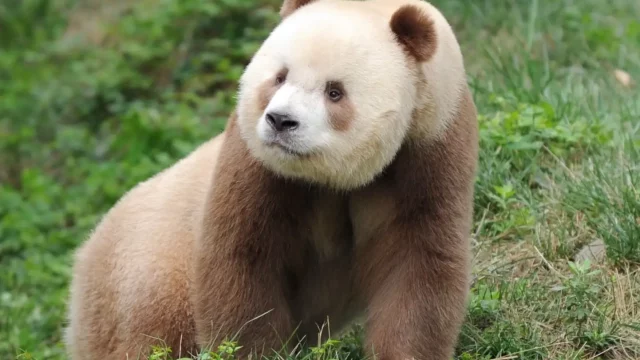 Oso-panda-mutación