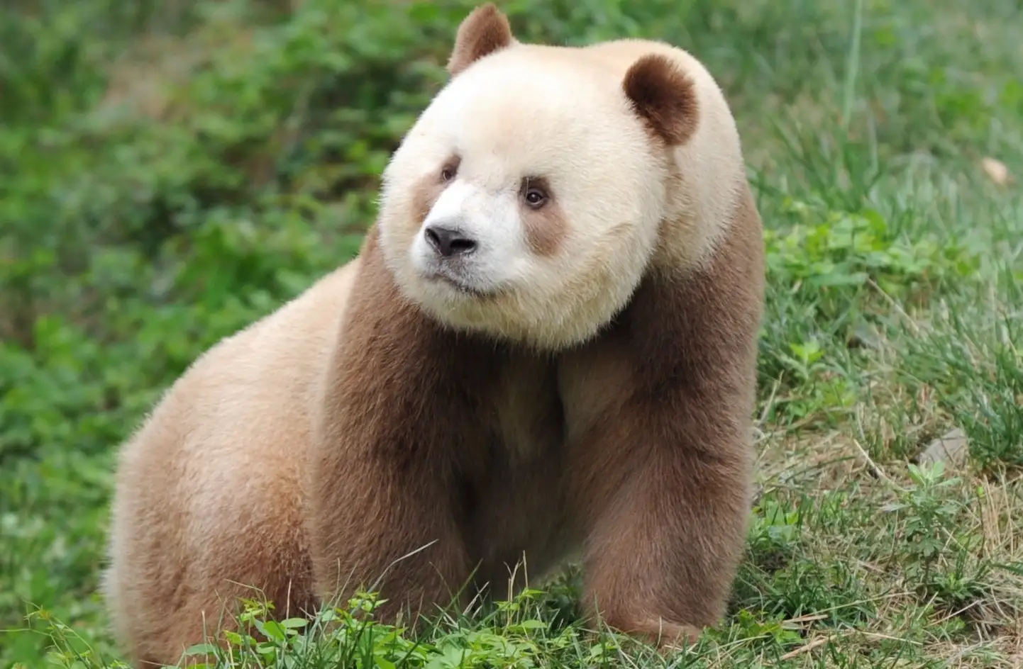 Existen osos pandas cafés por una mutación genética, revela estudio