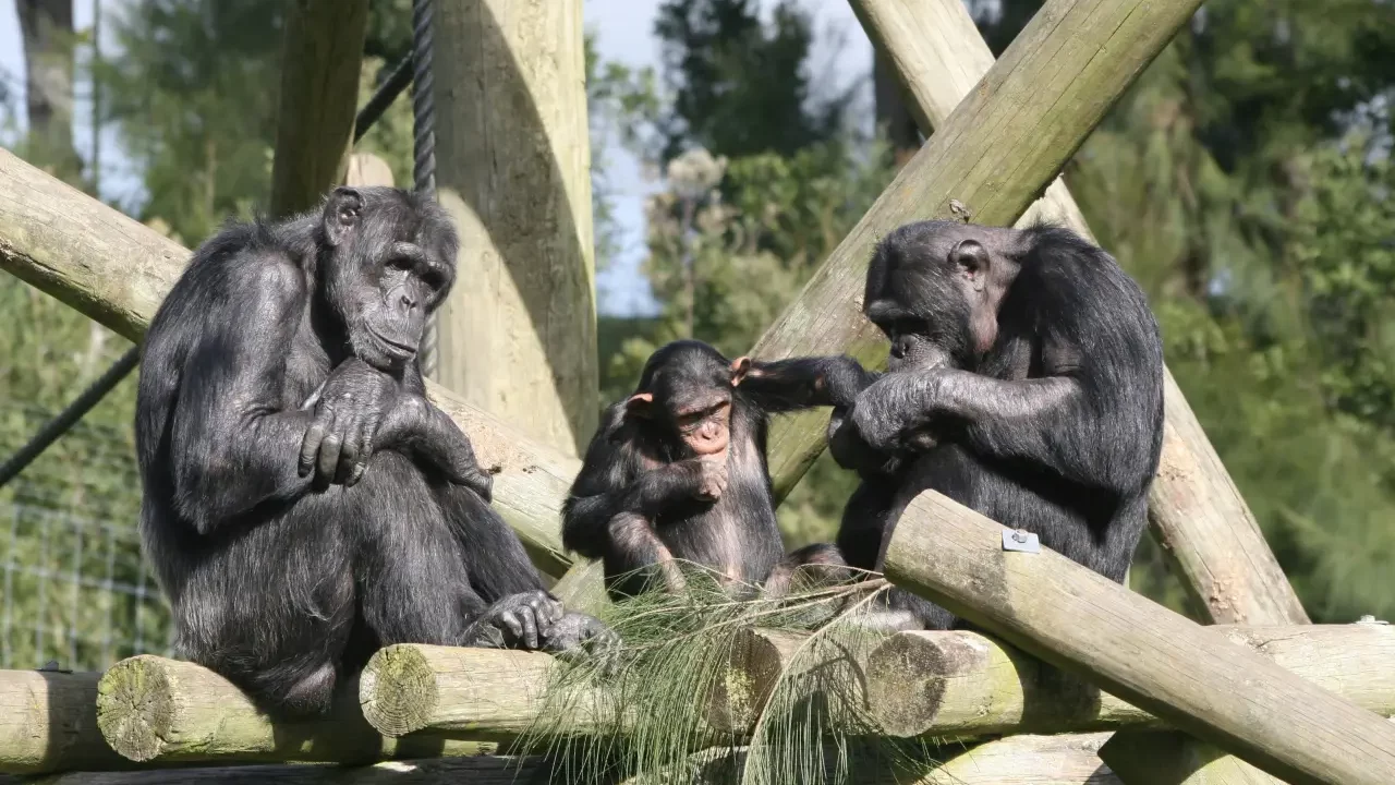 ¿Aprendizaje social en animales?, dos estudios con chimpancés y abejorros demuestran que sí