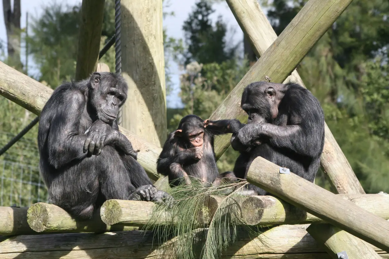 ¿Aprendizaje social en animales?, dos estudios con chimpancés y abejorros demuestran que sí