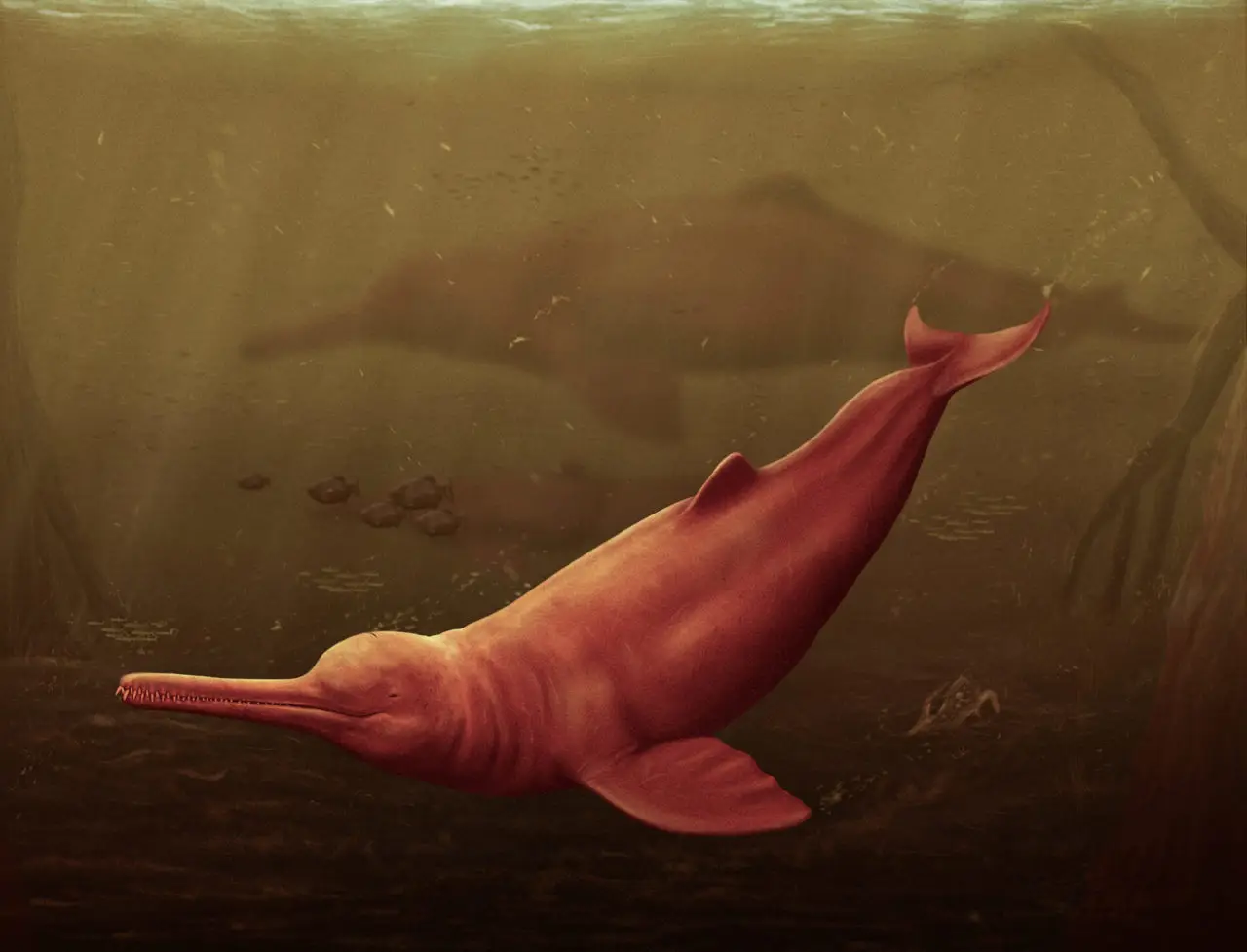 Descubren en el Amazonas al delfín más grande de la historia, vivió hace 16 millones de años