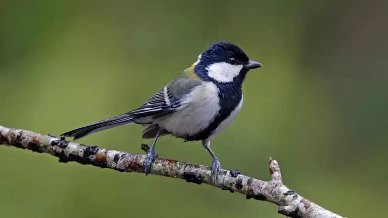 Descubren que una especie de aves ‘gesticula’ para ceder el paso a su pareja