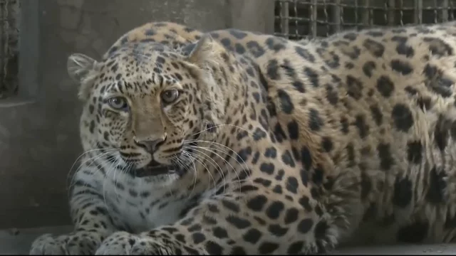 leopardo-zoologico-China
