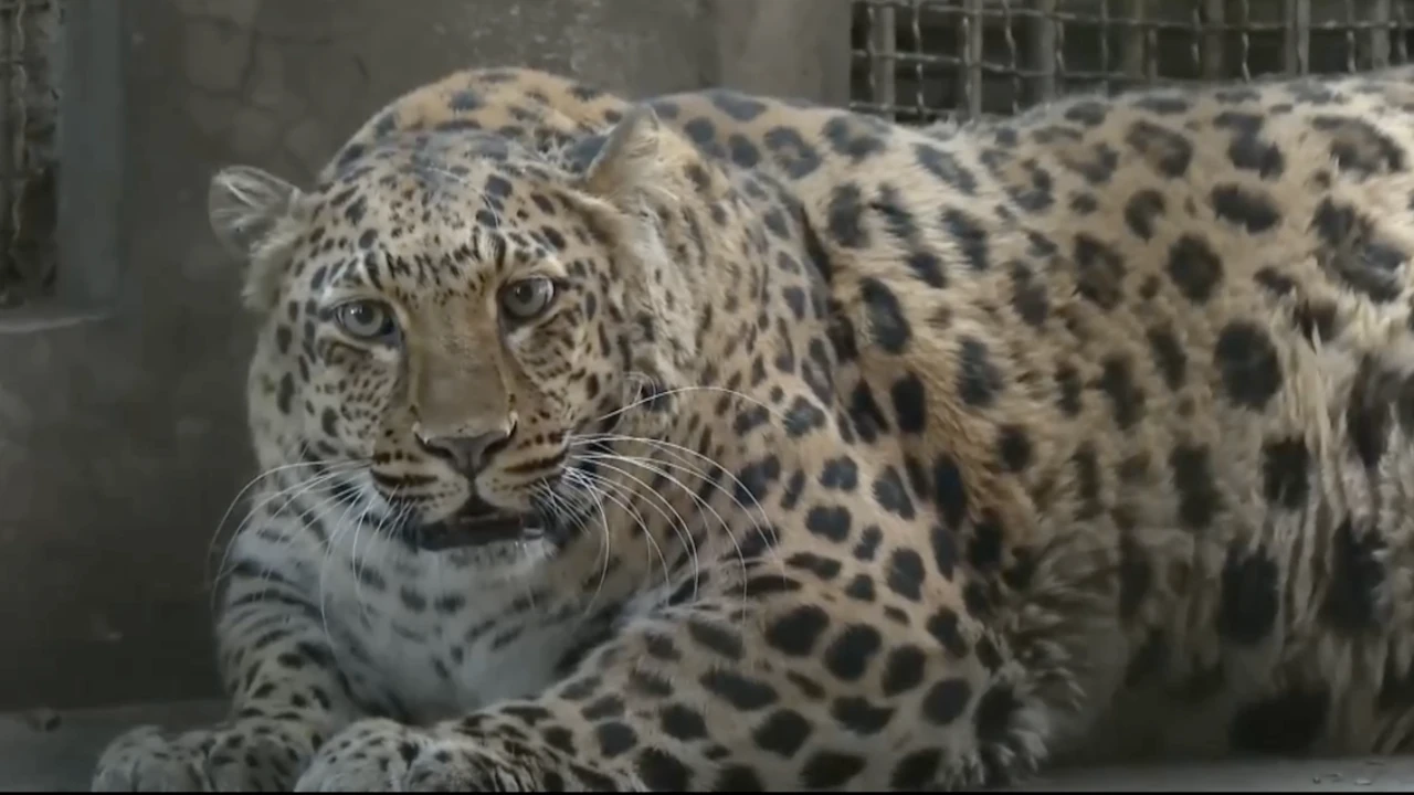 Se acabó lo que se daba: zoológico chino pondrá a dieta a leopardo obeso que causa furor en redes
