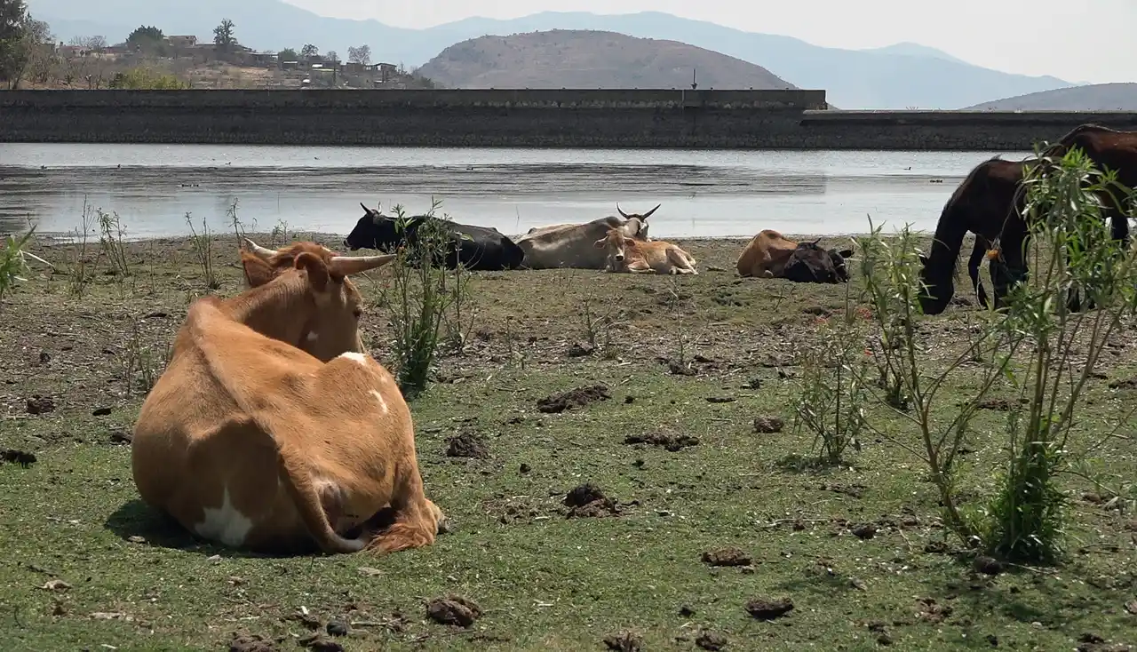 Sequía en México amenaza producción de carne, advierten ganaderos