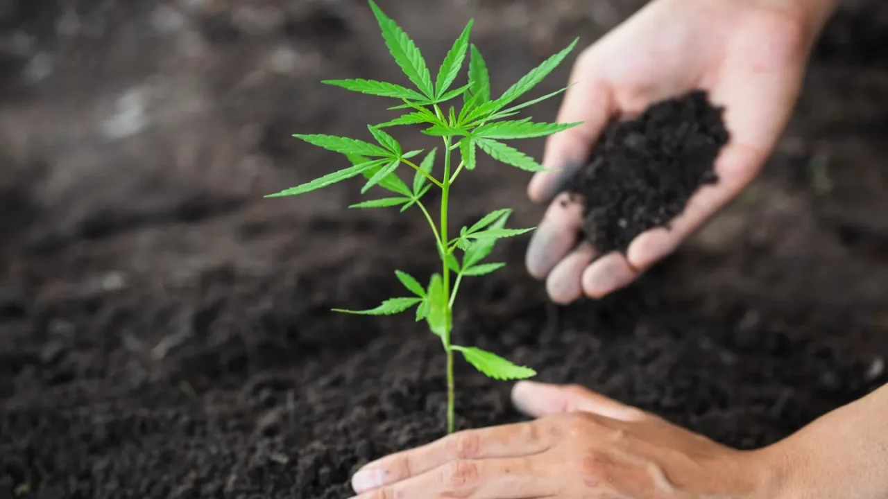Por qué la industria del cannabis experimentó un crecimiento del empleo del 5.4% en 2023