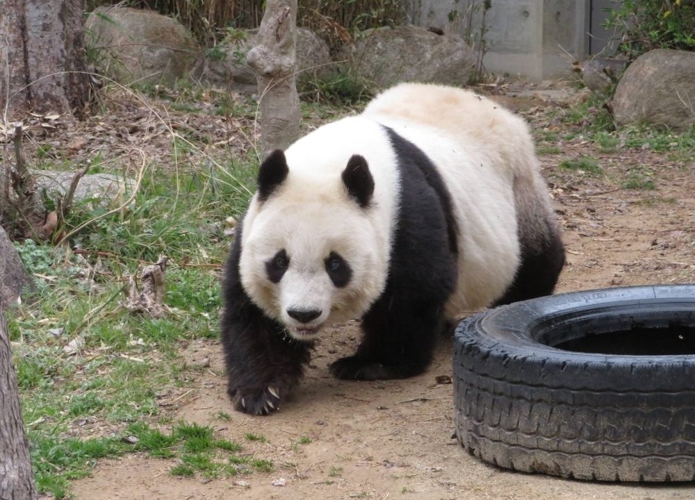 Muere a los 28 años Tan Tan, el panda gigante más anciano de Japón