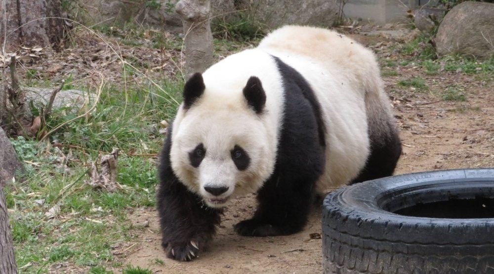 Panda Tan Tan muerte