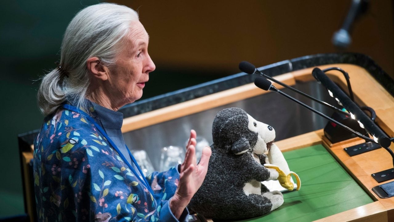 Jane Goodall, 90 años estudiando a los chimpancés para entender mejor al ser humano
